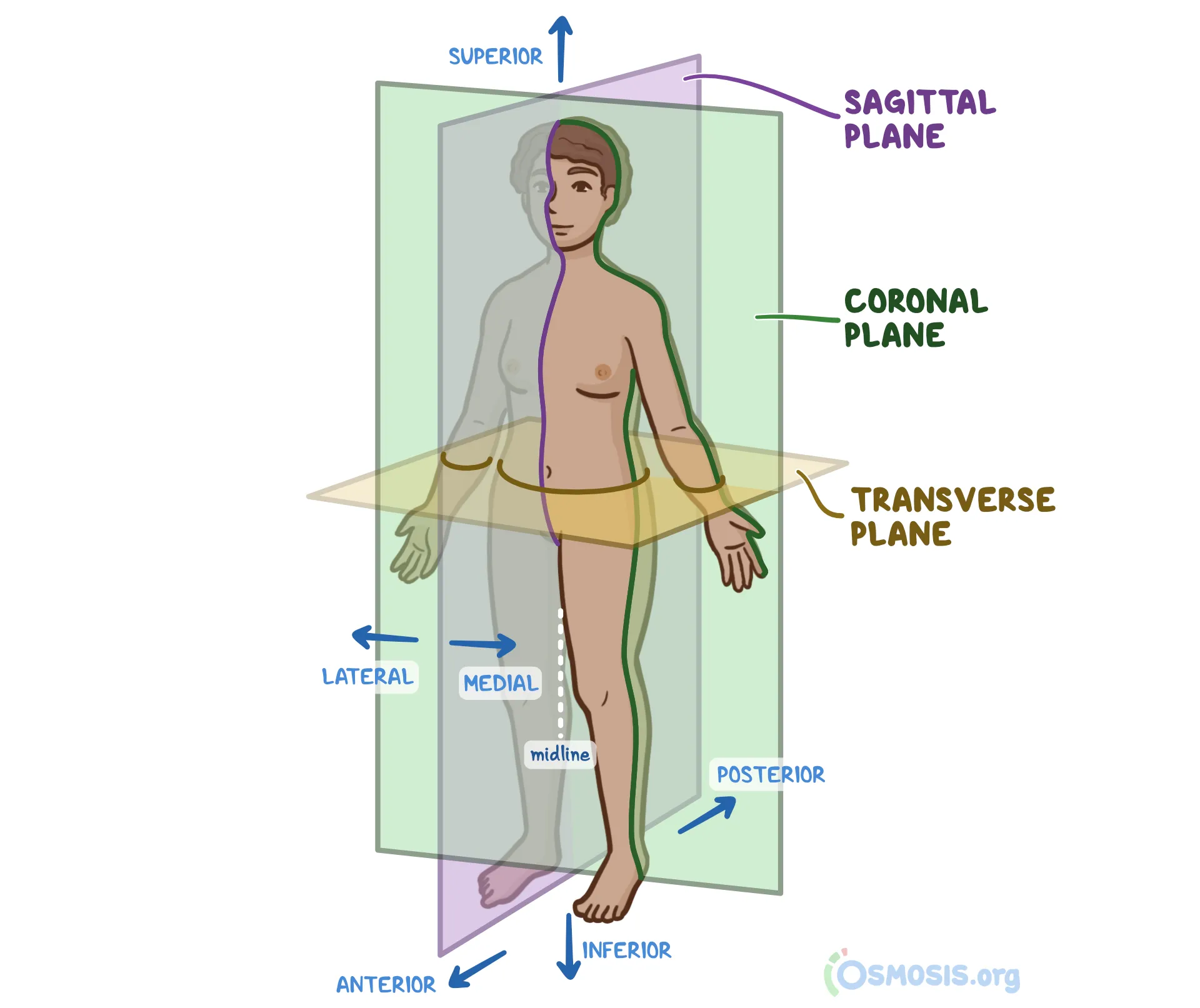Anatomical position definition and human body orientation - erect, feet together, palms forward