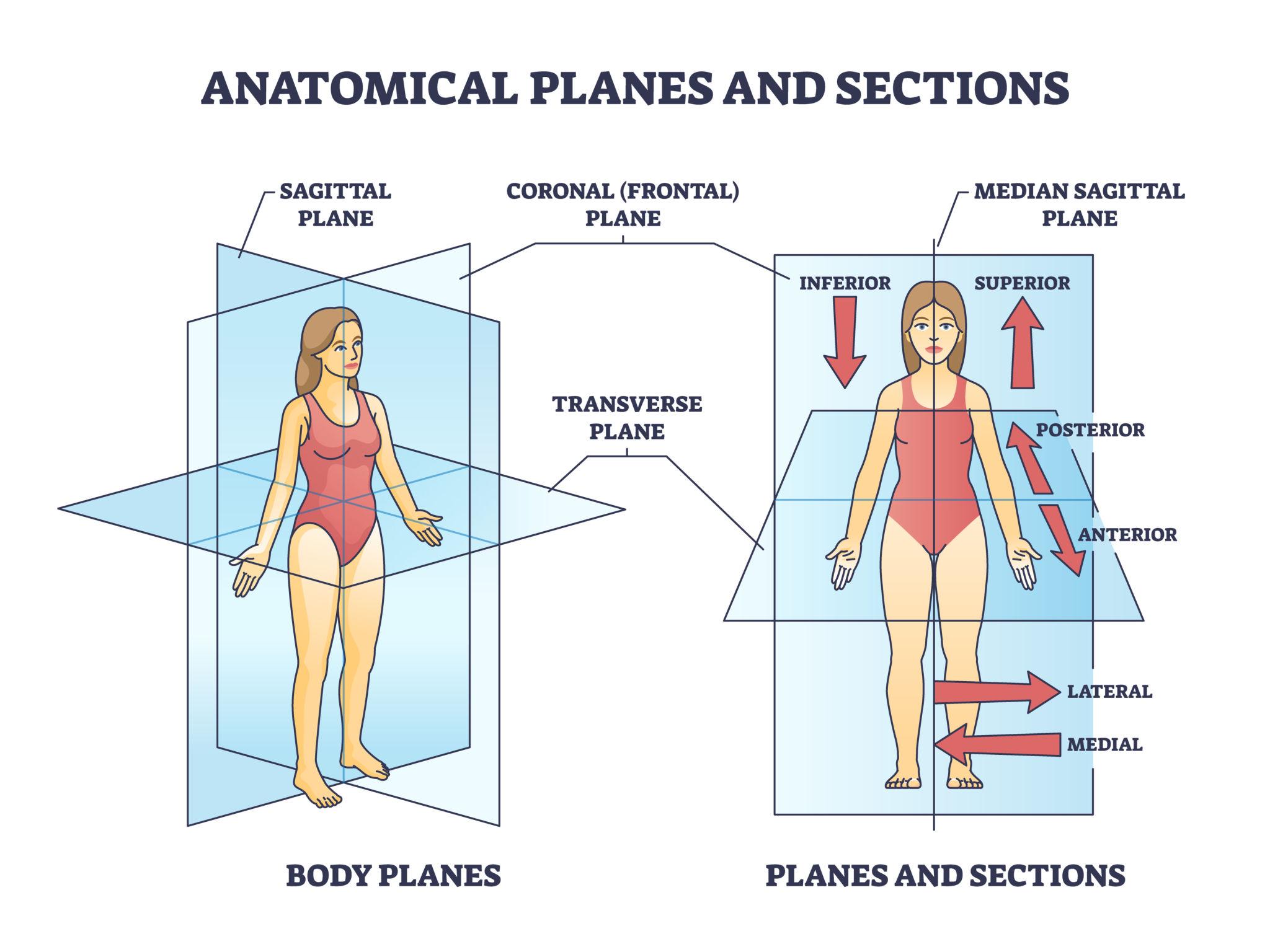 Anatomical planes diagram showing sagittal, coronal, transverse sections