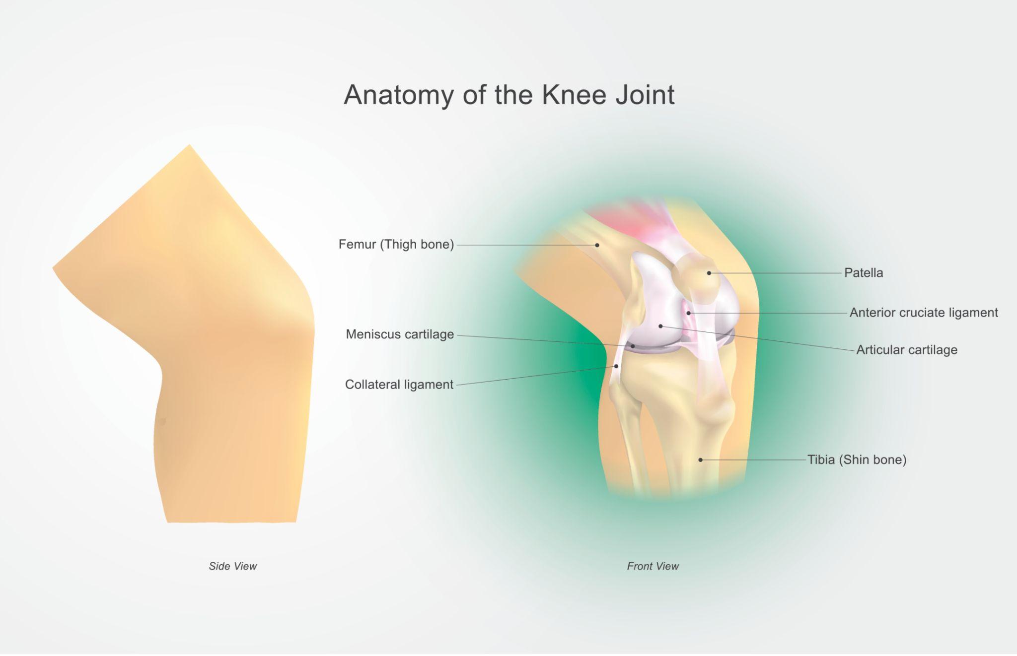 Anatomy of the knee joint showing femur, patella, menisci, cruciate ligaments and collateral ligaments