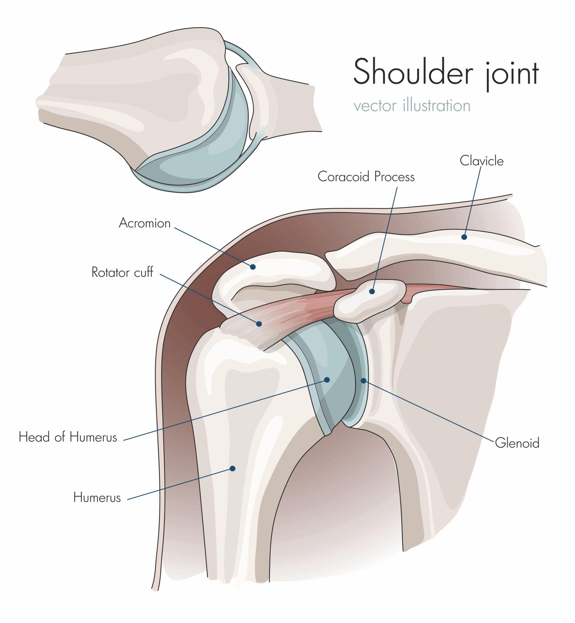 Anatomy of the shoulder joint labeled with coracoid process, rotator cuff, head of humerus