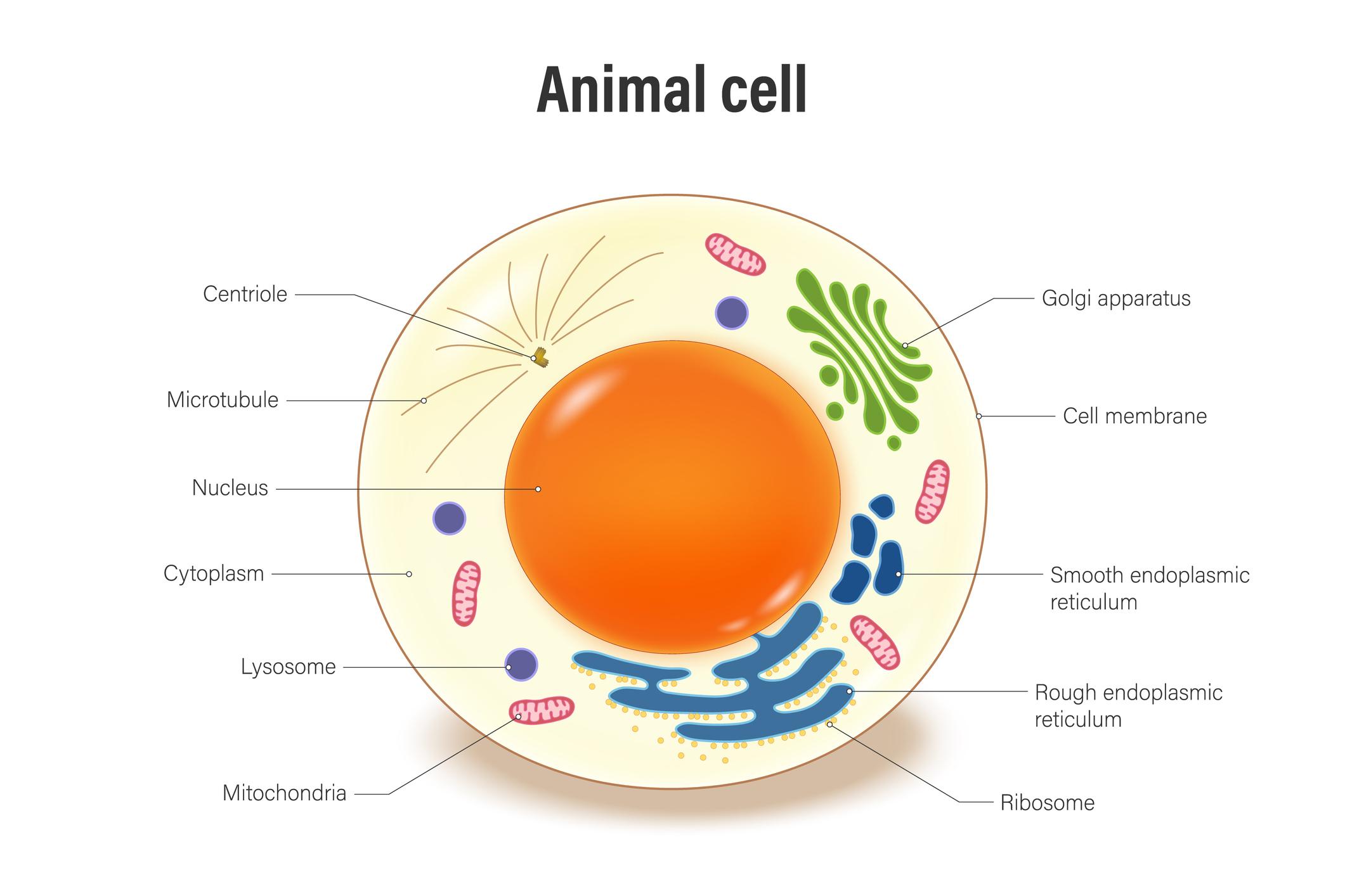Animal cell structure with organelles diagram