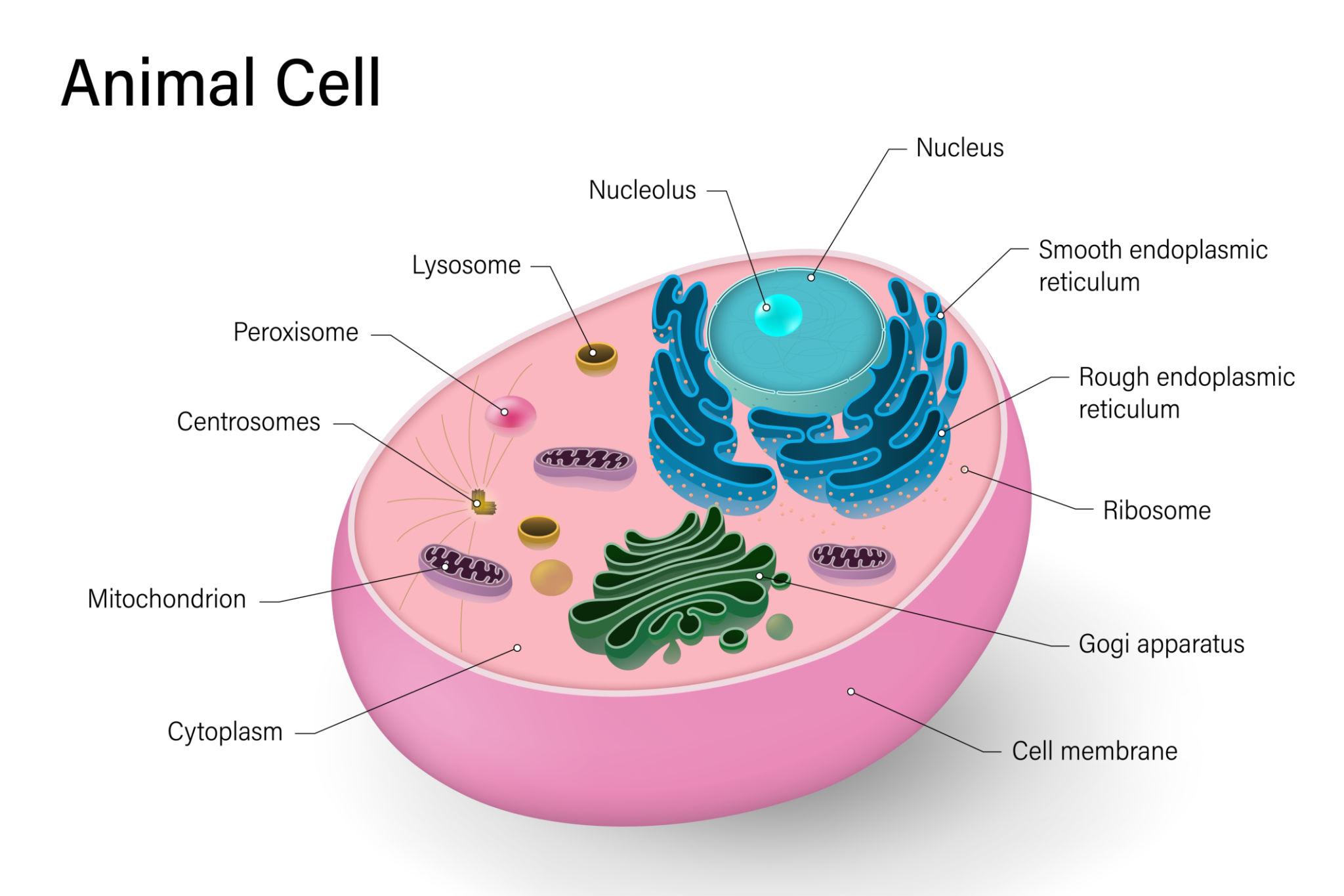Anatomy of animal cell with all organelles