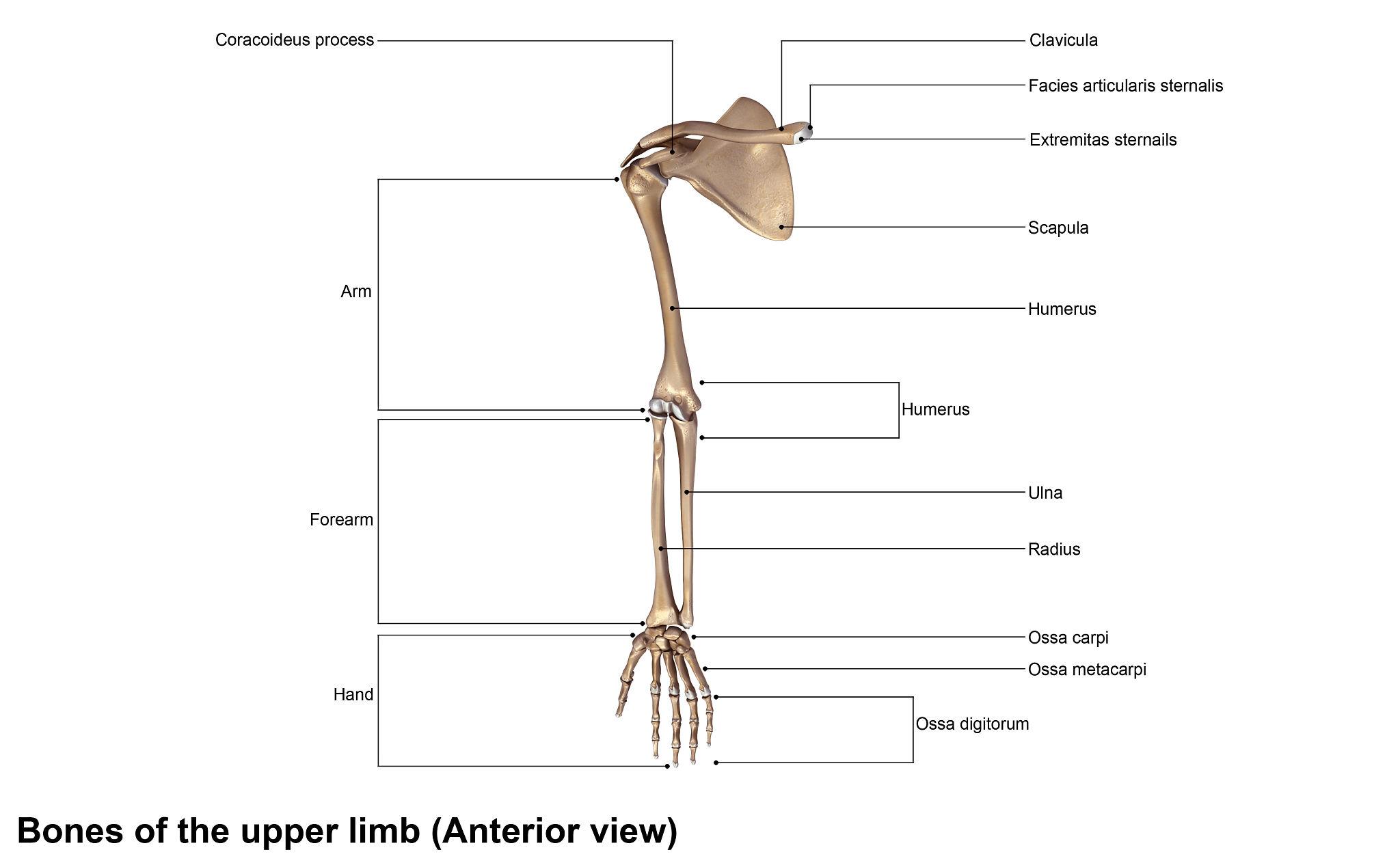 Bones of the upper limb including clavicle, scapula, humerus, radius, ulna, carpals, metacarpals, phalanges
