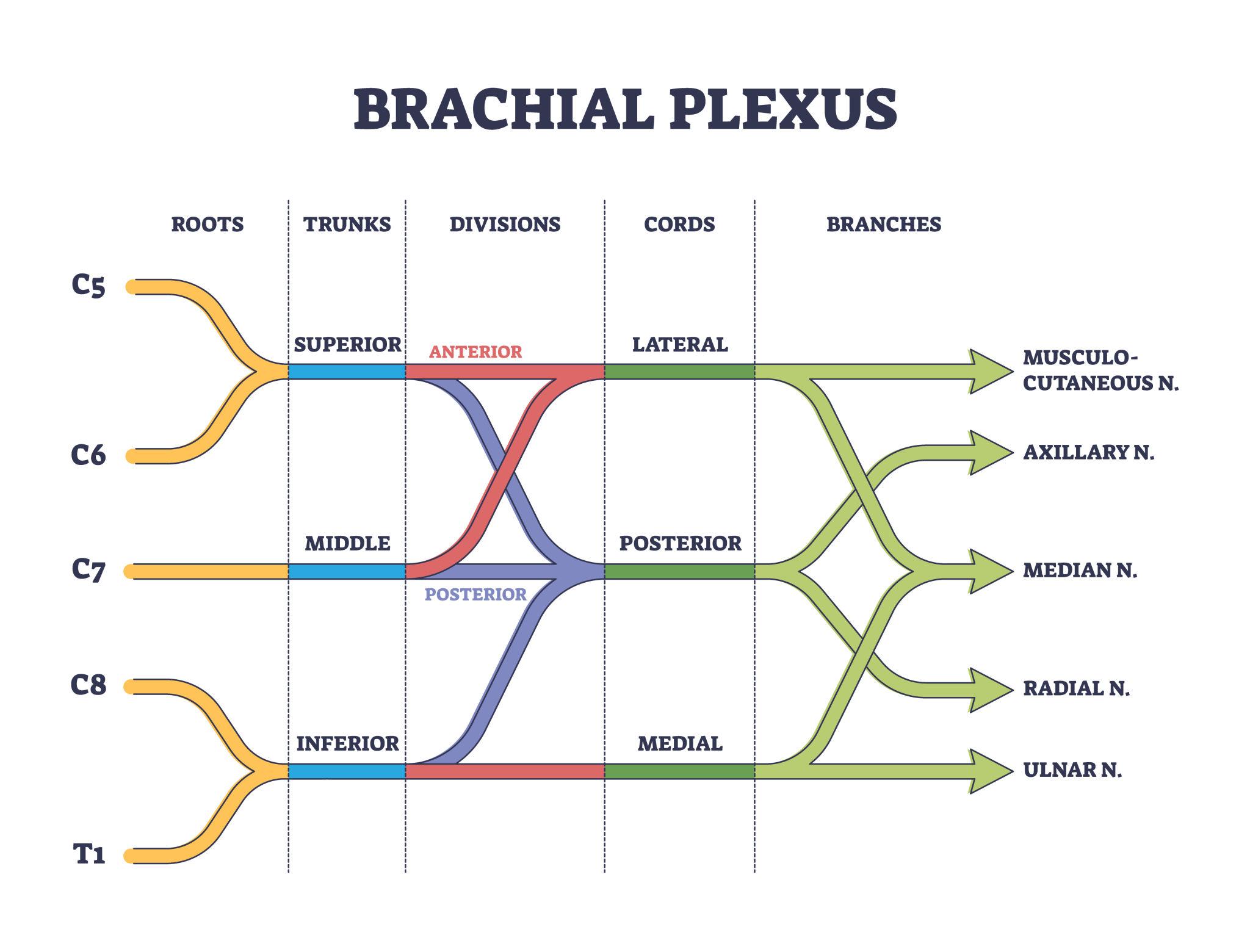 Brachial plexus shoulder nerves network outline diagram showing roots, trunks, divisions, cords and branches