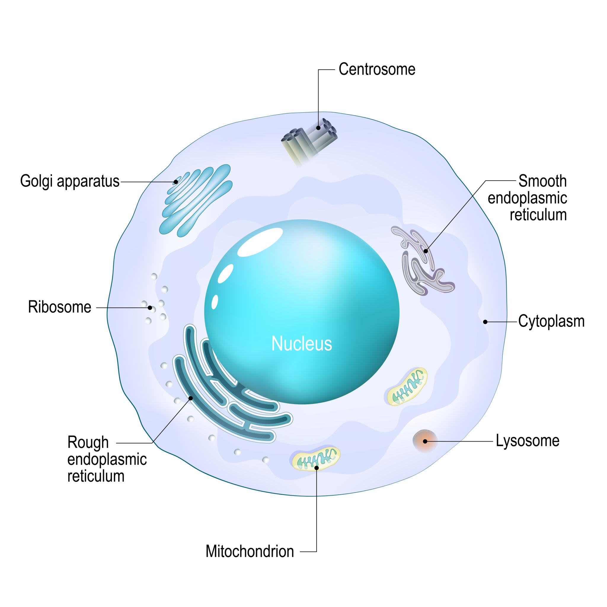 Comparison of cell organelles in animal cell