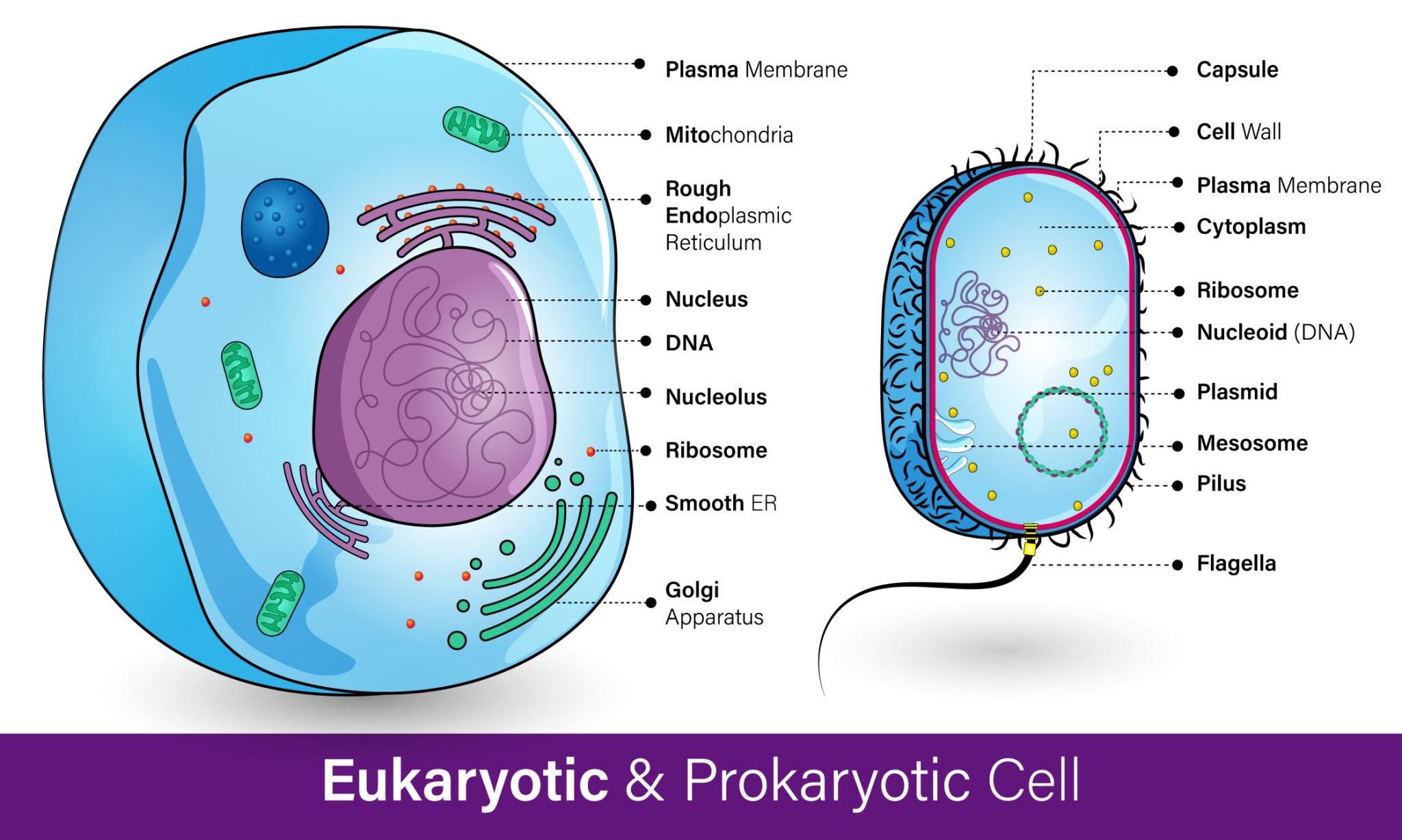 Prokaryotic vs Eukaryotic comparison labelled