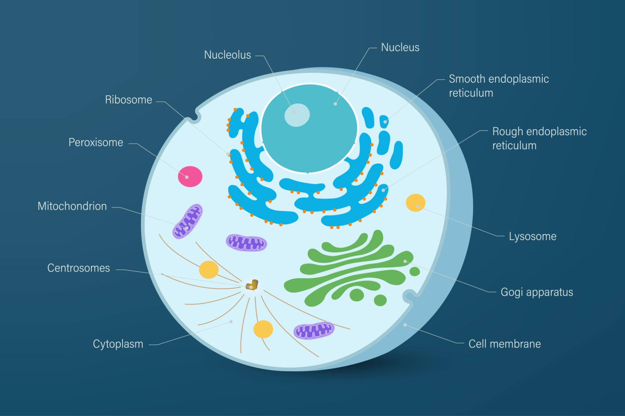 Animal cell diagram dark background