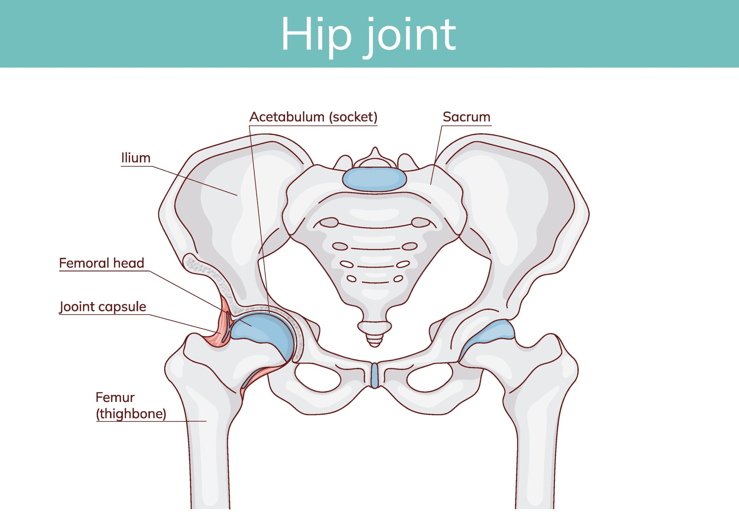 Hip joint structure with sacrum, ilium, femoral head, joint capsule and femur labeled