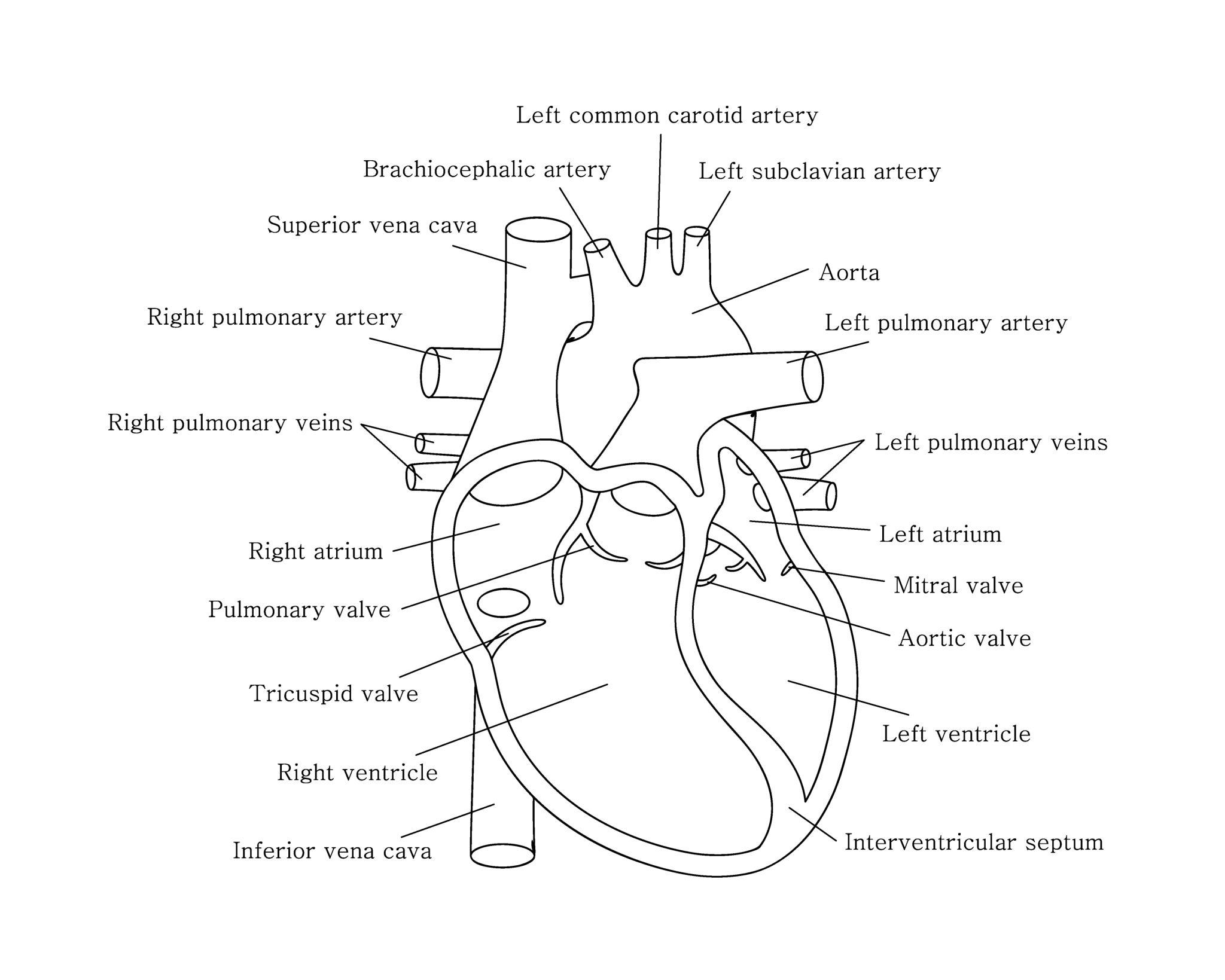 Human cardiac system with descriptions – educational diagram showing heart cross‑section, chambers, valves, and blood flow