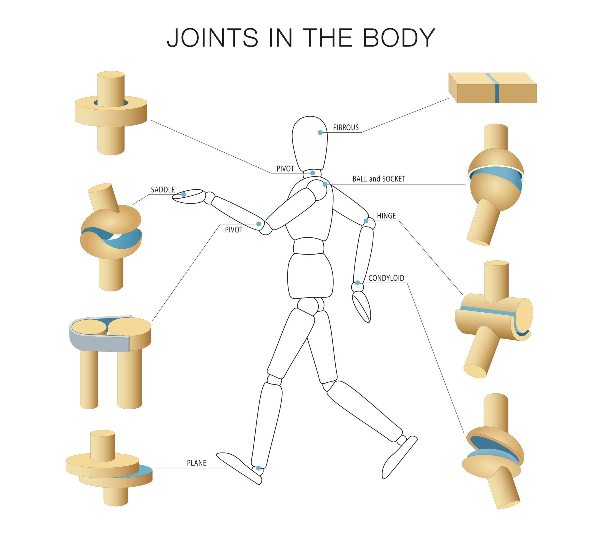 Joint in the body: detailed diagram showing articular cartilage, synovial membrane, joint cavity, ligaments
