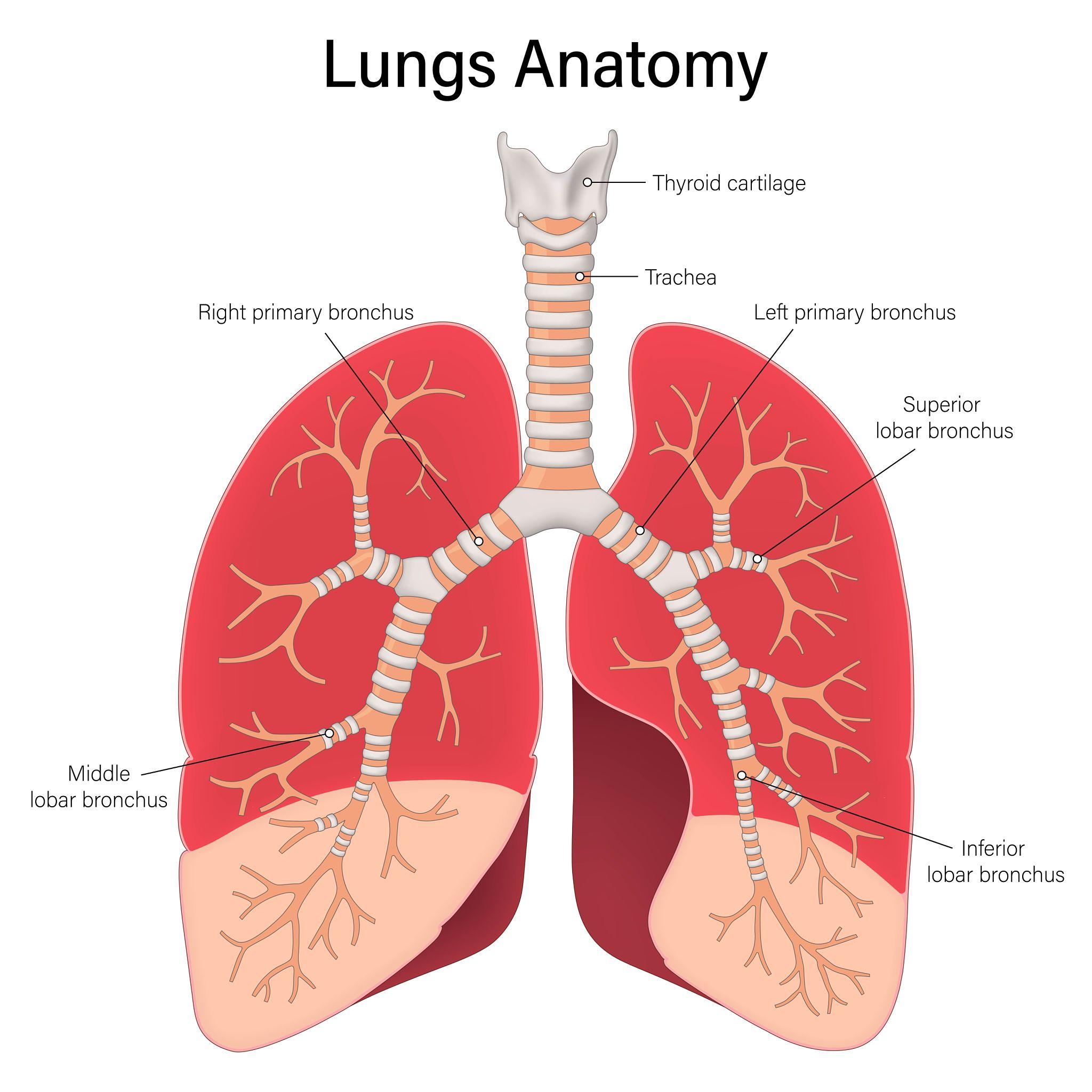 Lungs anatomy showing trachea, right and left lung – relation to heart in thoracic cavity