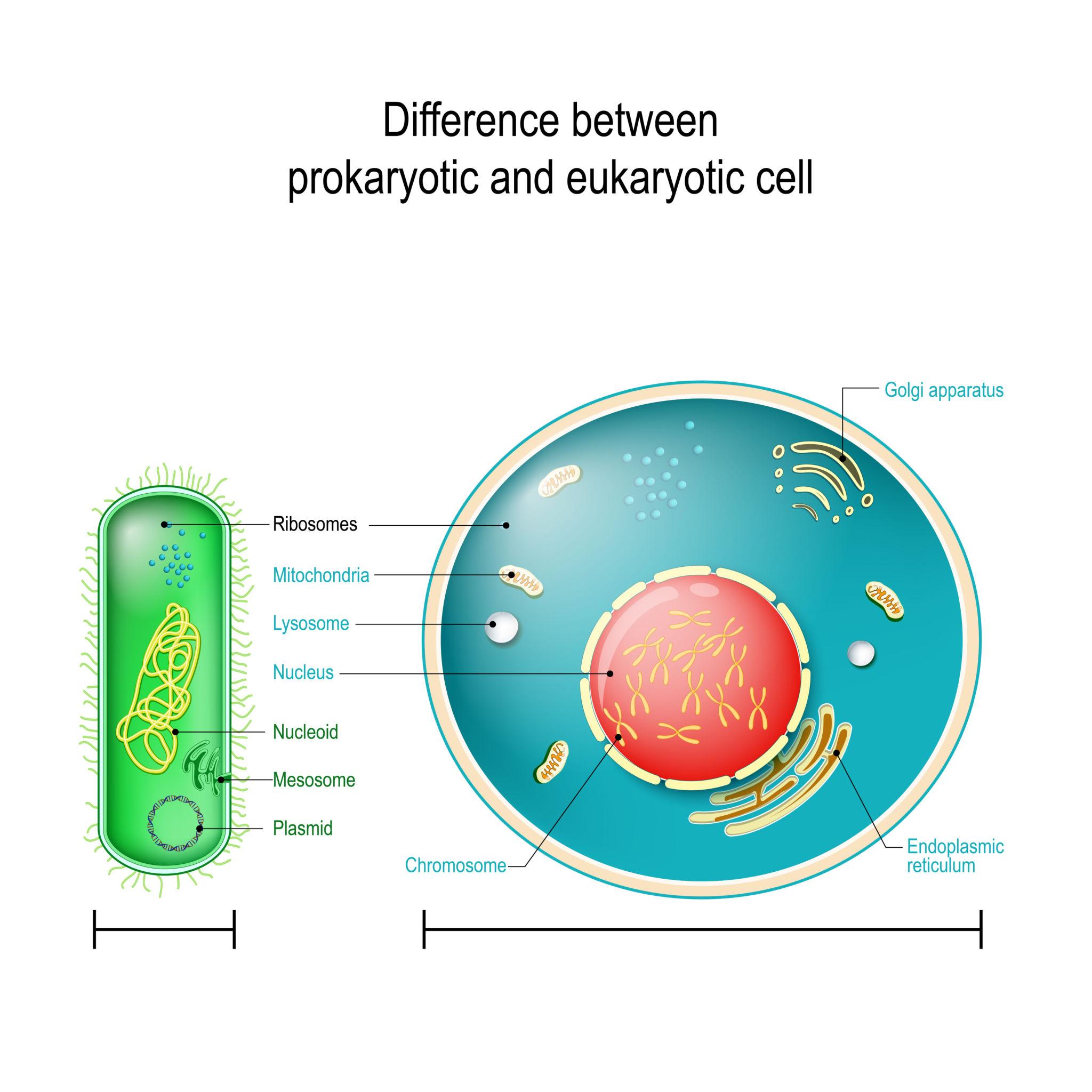 Prokaryote vs Eukaryote differences