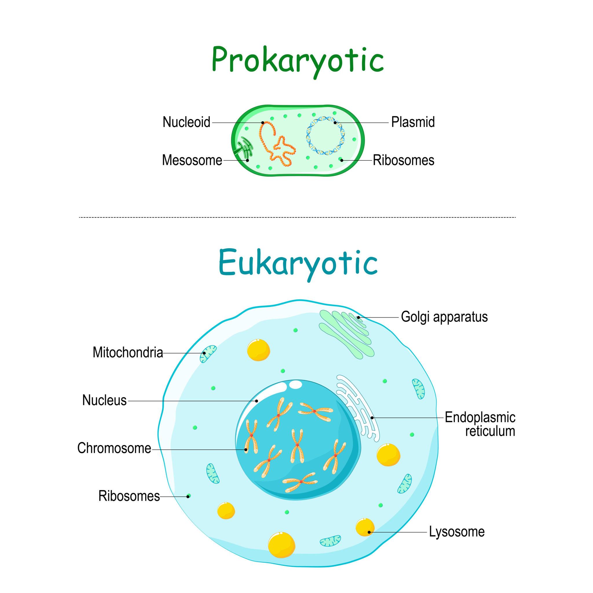 Illustration of eukaryotic and prokaryotic cell with text