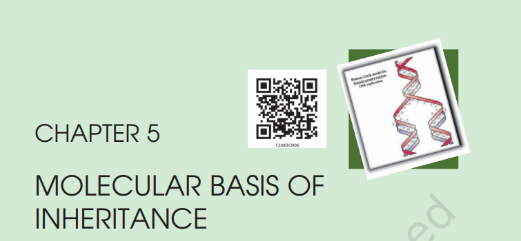 Molecular Basis of Inheritance Notes