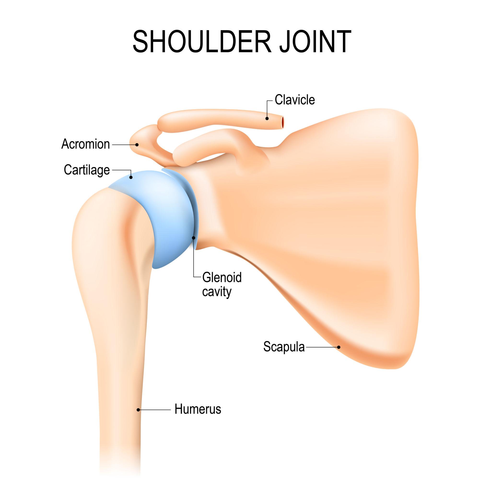 Shoulder glenohumeral joint human anatomy showing clavicle, acromion, glenoid and humerus