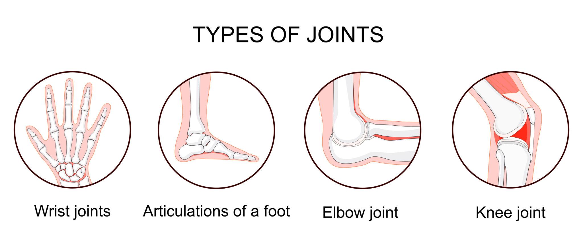 Types of joints in the human body: fibrous, cartilaginous, synovial with examples