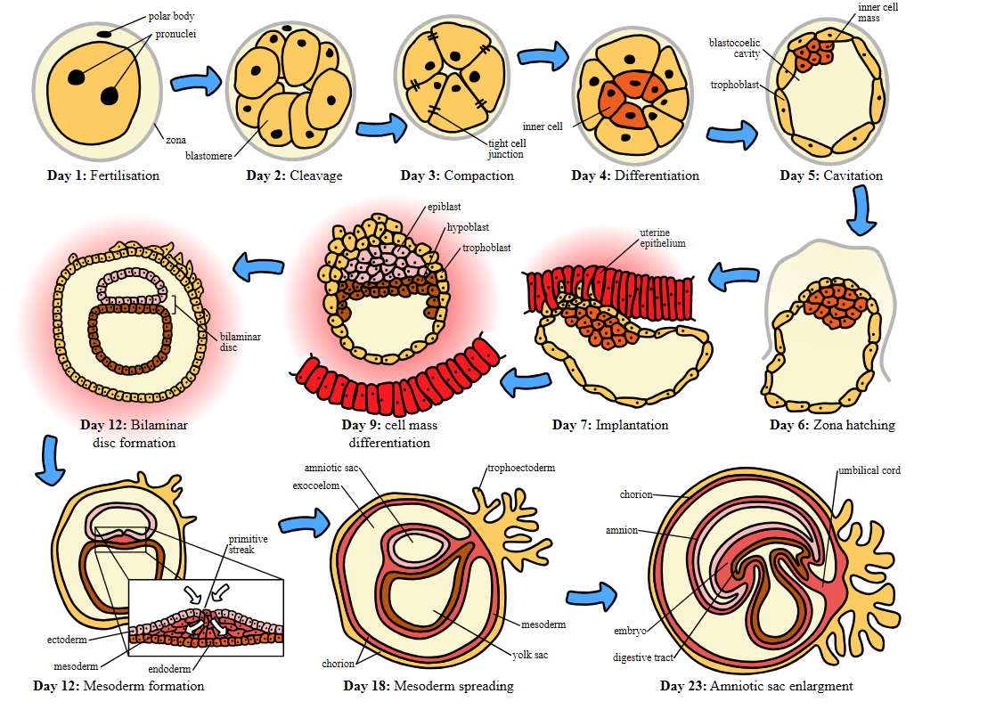 Development of Primary, Secondary, and Tertiary Chorionic Villi